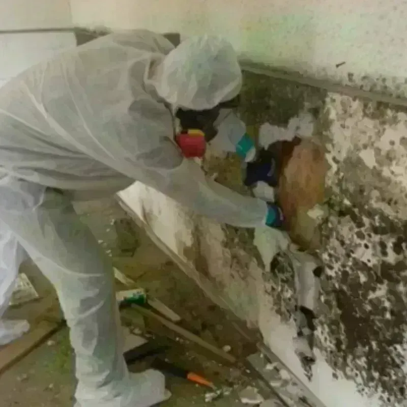 Mold Remediation and Removal in La Habra Heights, CA